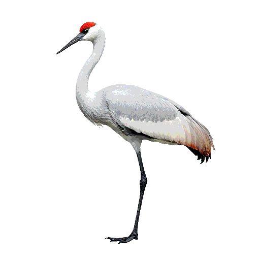Sandhill Crane