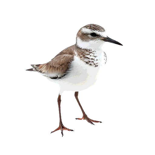 Sanderling