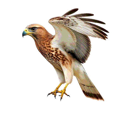Savanna Hawk