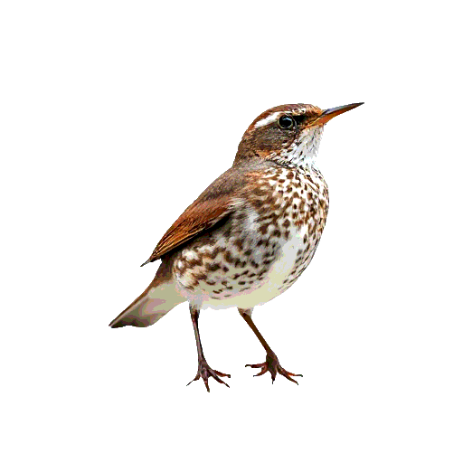 Song Thrush