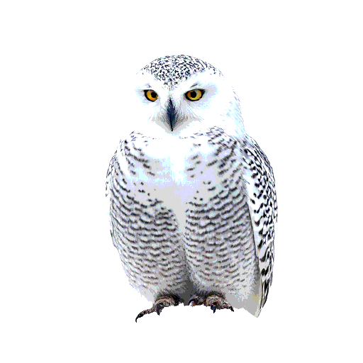 Snowy Owl