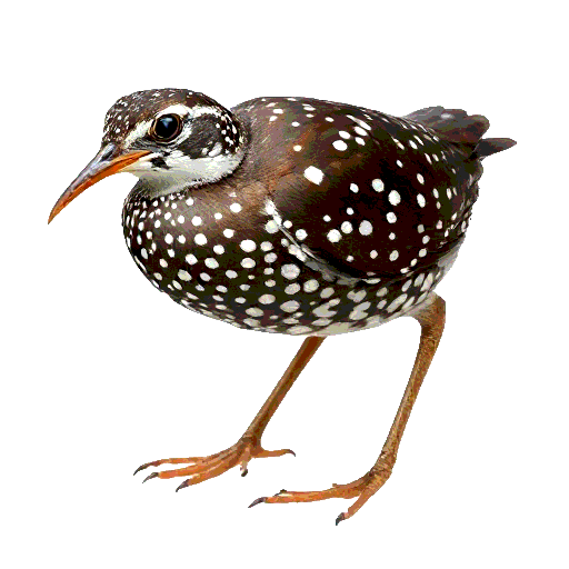 Spotted Crake