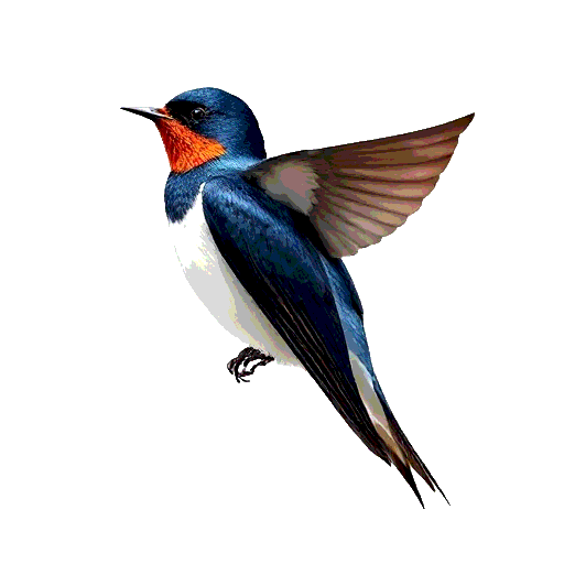 Tree Swallow