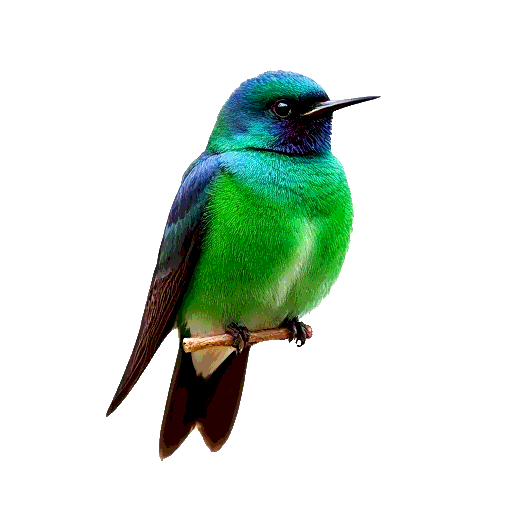 Violet Green Swallow