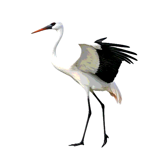 Whooping Crane