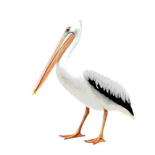 White Pelican