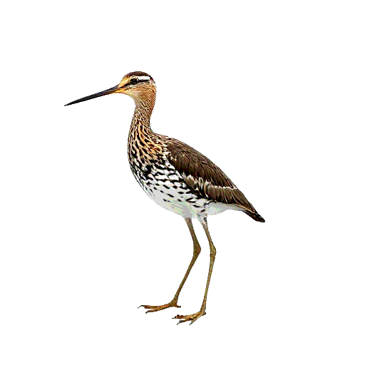 Wilson's Snipe