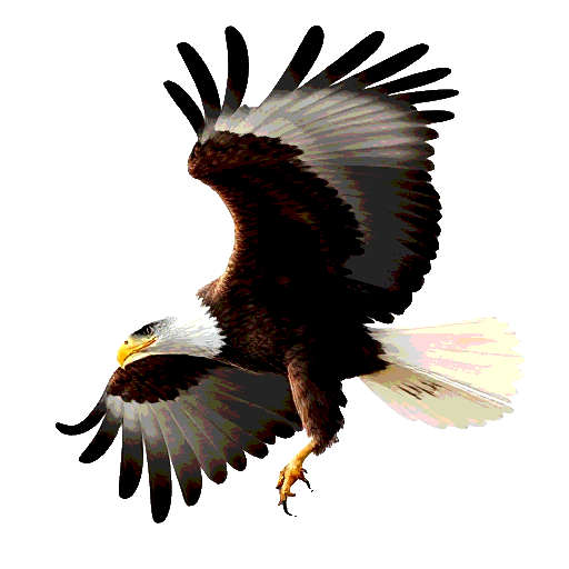 White Tailed Eagle