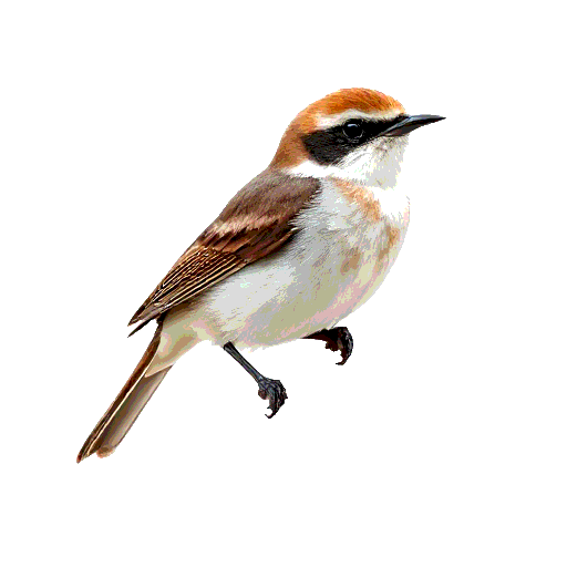 Woodchat Shrike