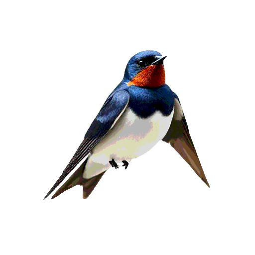 Barn Swallow
