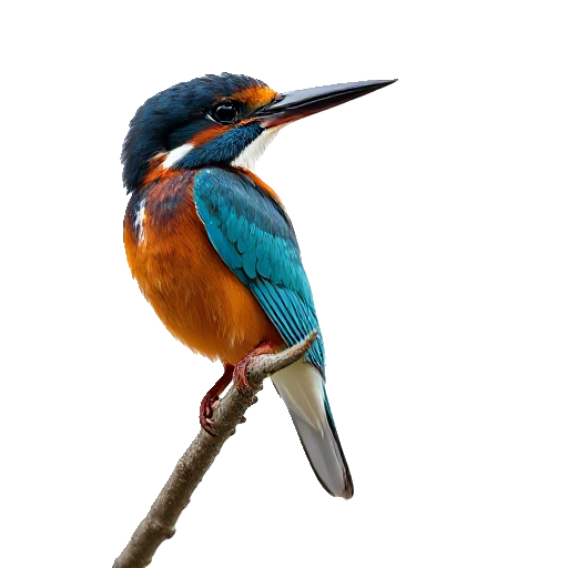 Woodland Kingfisher
