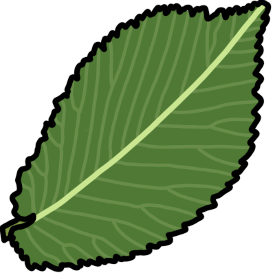 English elm leaf