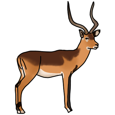 impala