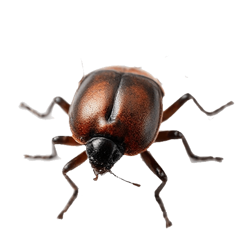 bug