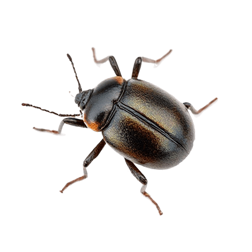 bug