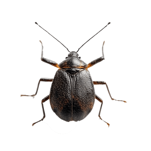 bug