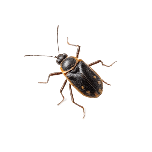 bug