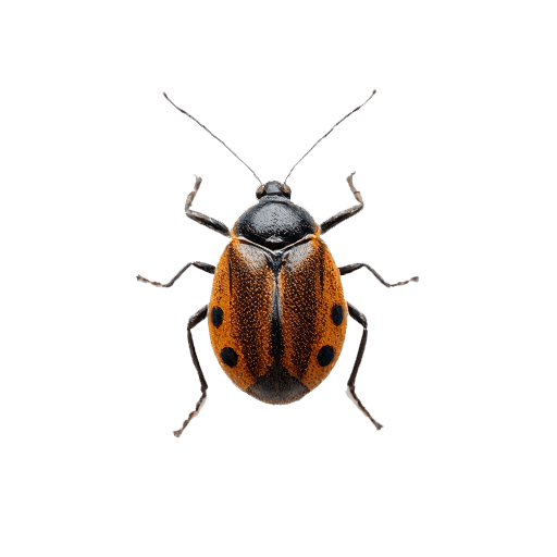 bug
