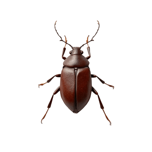 bug