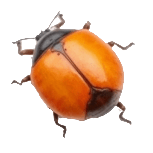 bug