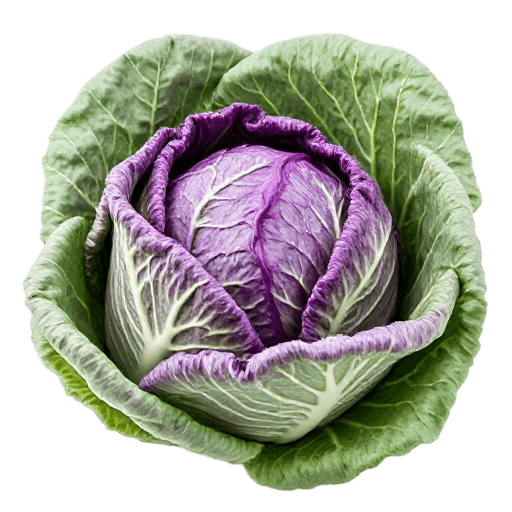cabbage