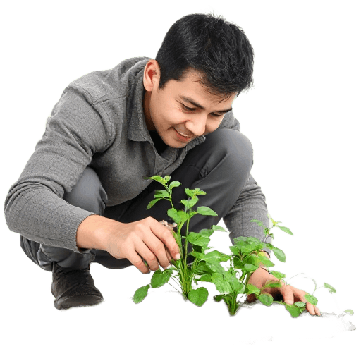 growing a plant