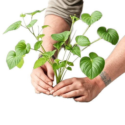growing a plant