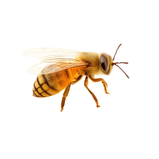 honey bee