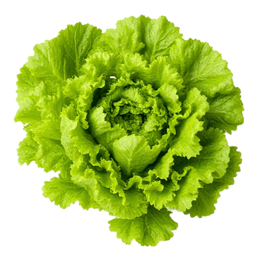 lettuce