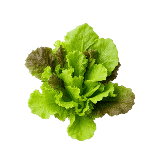 lettuce