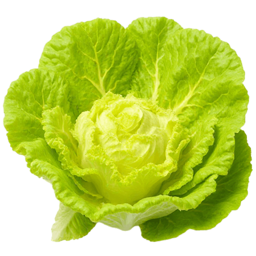 lettuce