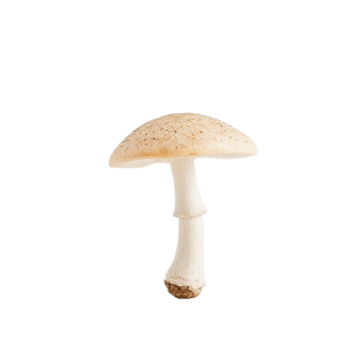 mushroom