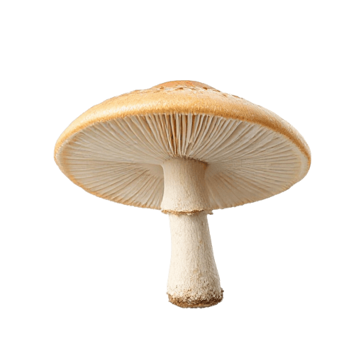 mushroom
