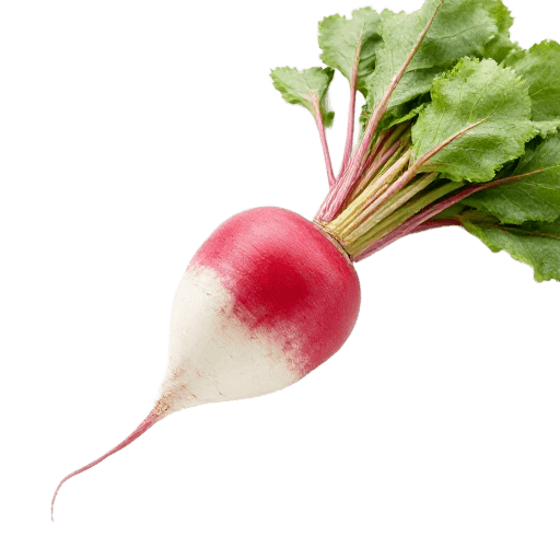 radish