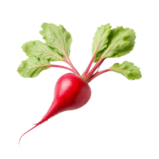 radish