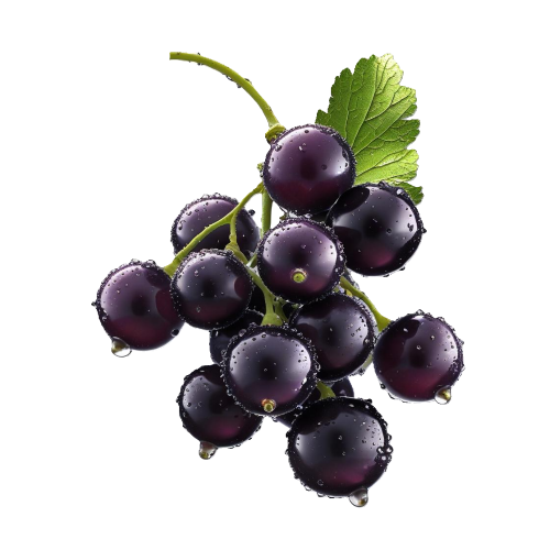 blackcurrant