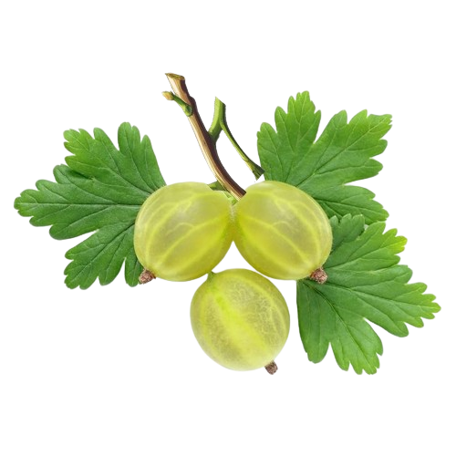 gooseberry