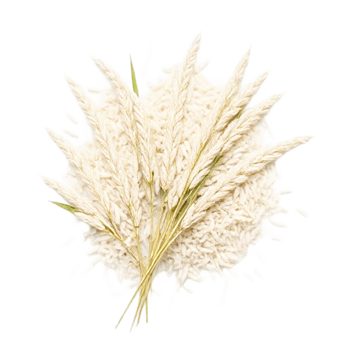 rice