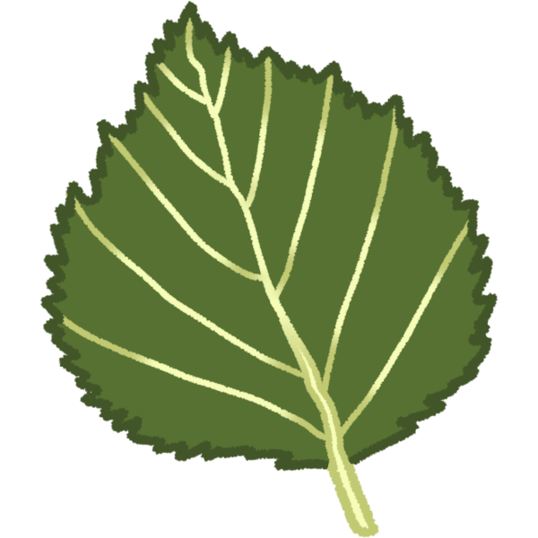 downy birch