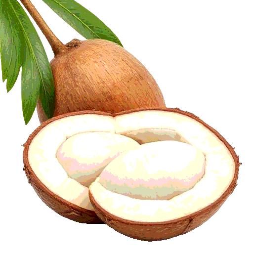 areca nut