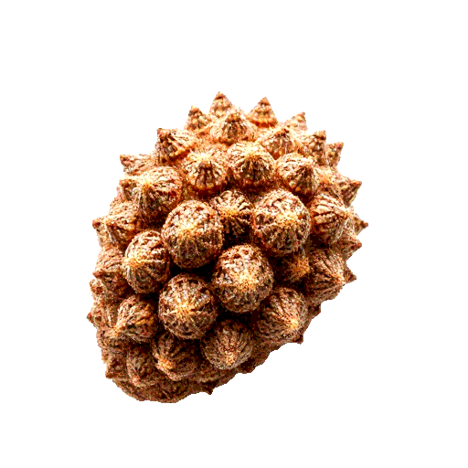 atemoya