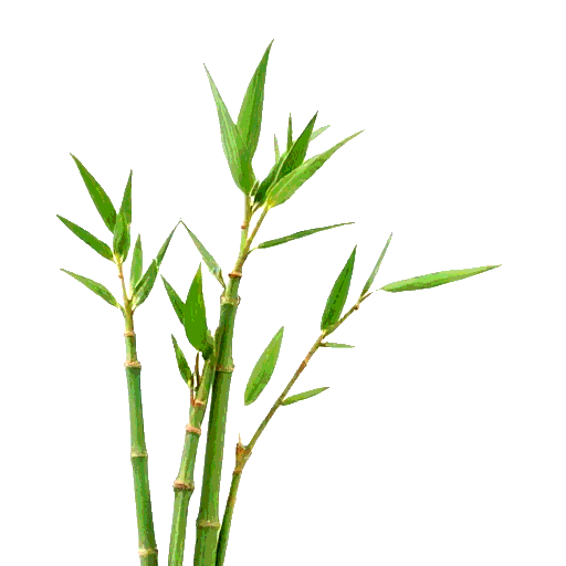 bamboo shoots