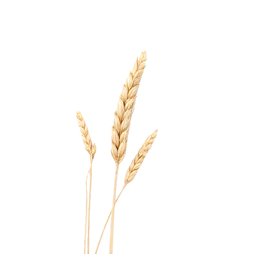 barley