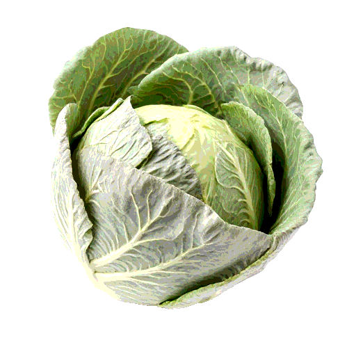 cabbage