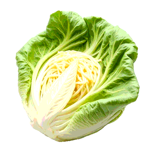 chinese cabbage