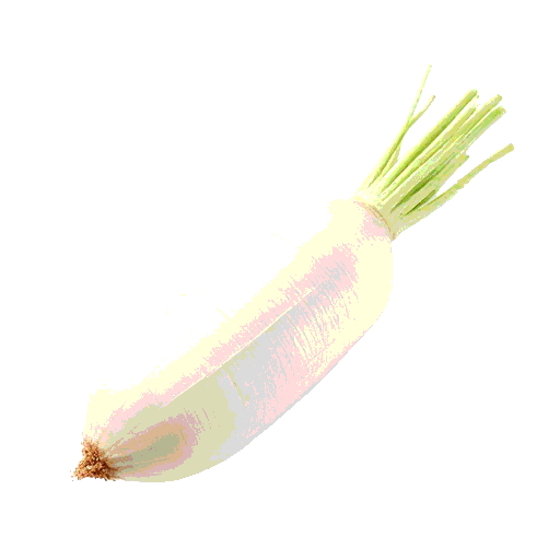 daikon radish