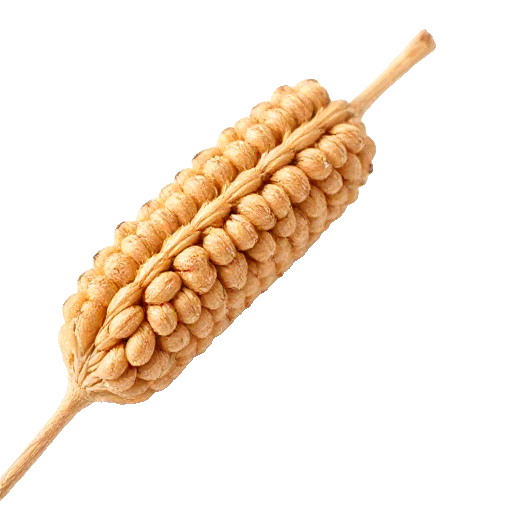 einkorn