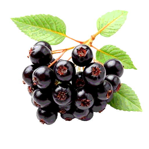 elderberry