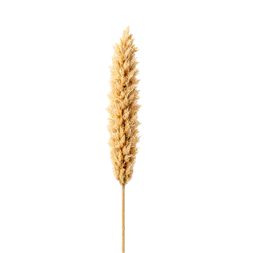 foxtail millet