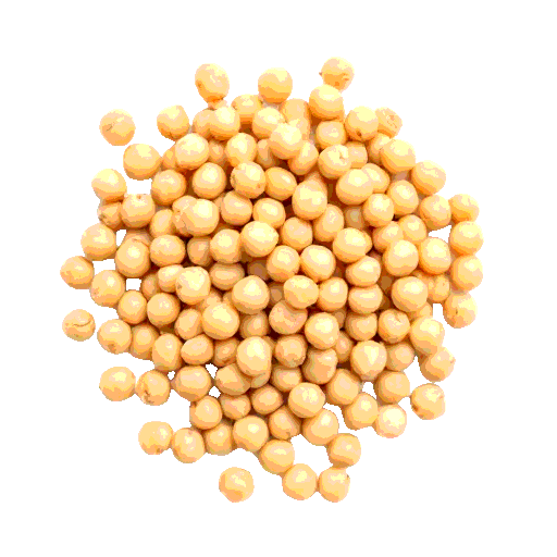 garbanzo bean